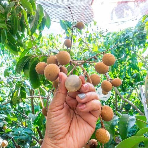 longán enanos de balcón resistentes semillas orgánicas columnares resistentes de jardín perennes Dimocarpo Camas elevadas 5pcs
