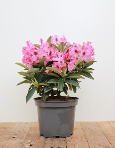 Rhododendron Hybrid 'Helen Martin' 30-40 cm – Winterhart, Immergrün, Pflegeleicht – Rhododendron – Zierstrauch für Garten & Kübel