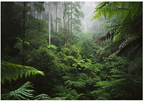 WallArena - Vlies Fototapete Wald Regenwald Dschungel Natur Blätter 368x254 cm - Fototapeten - Tapeten - für Wohnzimmer Schlafzimmer - Vliestapete Wandtapete Tapete 3D Effekt- inkl. Kleister