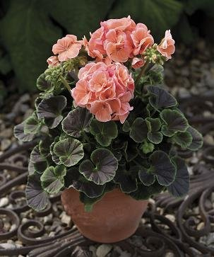 Geranium Bullseye Salmon 100 Seeds