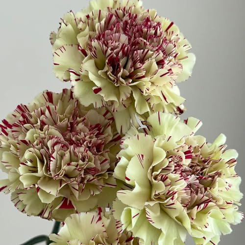 semillas de clavel perennes resistentes - jardín decoración exteriores 600pcs