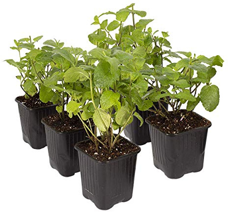 Live Aromatic and Edible Mint (6 Per Pack), 8 Tall by 4 Wide
