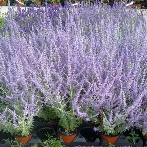 Semillas de salvia rusa - raras en exótico con de balcón orgánico interior verano jardín rocas Decoraciones jardín 300pcs