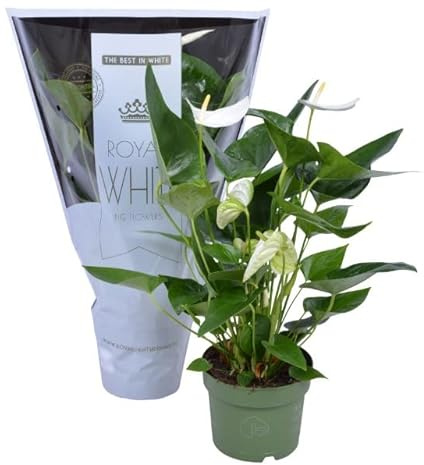 Anthurium Royal White Planta 60cm Altura Flores Blancas