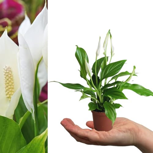 Carbeth Plants - 2 x Spathiphyllum Peace Lily in 7cm Pots - Live Mini Air Purifying Potted Indoor Plant - Real Easy Care Evergreen Houseplant Perfect for New Home Present, Sympathy or Get Will Gift