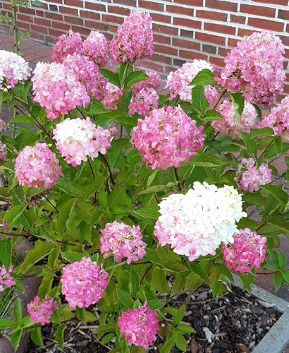 Rispen- Hortensie Hydrangea paniculata 'Vanille Fraise' 60-80 cm winterhart Freilandaufzucht