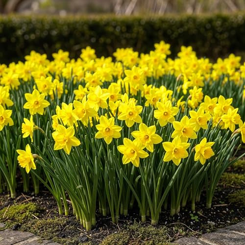 Bulbos de flor - Narciso 'Tete-A-Tete' - Amarillo - 50 plantas - Tamaño de bulbo 10/12-15-30cm - Ø5cm - Planta de jardín - Multitrato