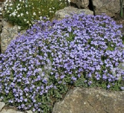 250 semi a roccia Crescione Aubrieti Blu chiaro (perenne): Solo semi