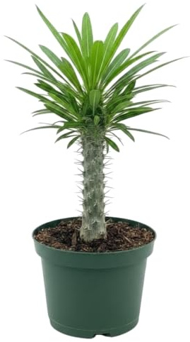 DECOALIVE Palmera de Madagascar Pachypodium Lamerei en 12 cm de Diámetro y 25-30 cm, Regalo Original