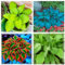 Hosta zwiebeln Hosta pflanze winterhart Hardy funkien Hardy perennial funkien Hosta pflanze