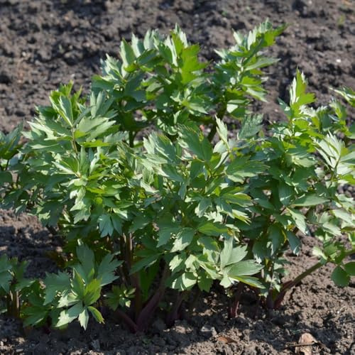 semi di levistico perenne resistente di officinali, balcone di levistico biologico da balcone, orto da interno 125pcs