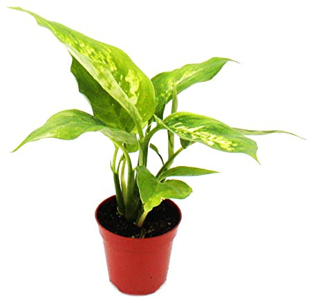 Mini-Pflanze Dieffenbachia Dieffenbachie Baby-Plant im 5,5cm Topf