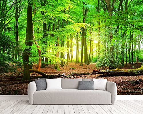 Papier Peint Panoramique Forêt Vierge Humide Lumière Du Soleil Papier Peint Intissé 3D Tapisserie Poster Decoration Murale Chambre Salon