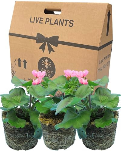 Geranium Plants Live for Planting - 3 Large 1ltr Pot Size Garden Ready, Well Rooted, Established Pot Bedding. Add Flower Colour to Containers, Baskets, Patio & Beds. Pink Cherry Blossom Flowers