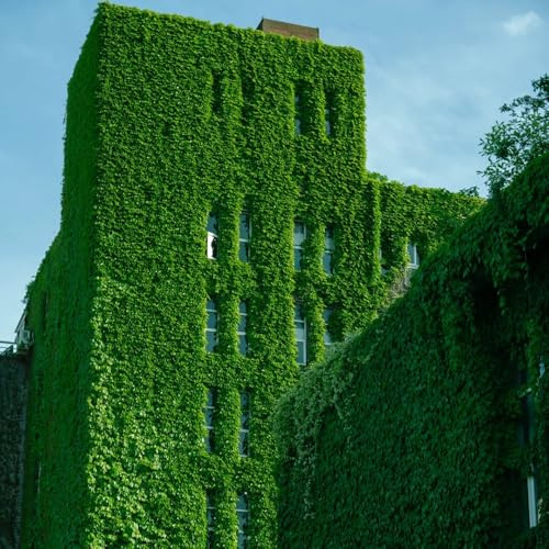 semi di vite selvatica - prodotti sostenibili Parthenocissus tricuspidata - rampicanti resistenti esotiche decorazione da giardino per decorative da esterno decorazione 50pcs