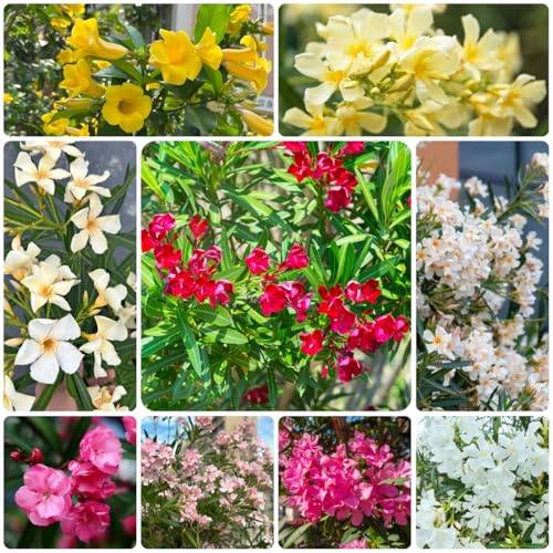 oleandro arbusti da giardino in miniatura, resistenti eti oleandro semi di da giardino recisi interno balcone primaverili 12semi