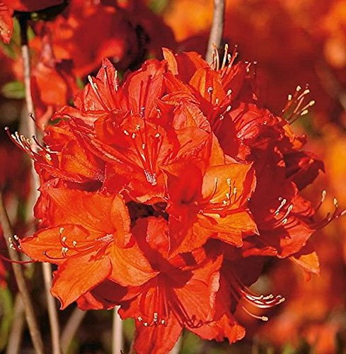 Azalee Parkfeuer 40-50cm - Rhododendron luteum - Alpenrose - lebende Gartenpflanze aus den Baumschulen