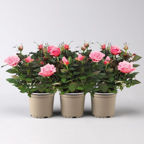 Rose 'Esmeralda Kordana® Grande' pink, Topf-Ø 10,5 cm, 3er-Set