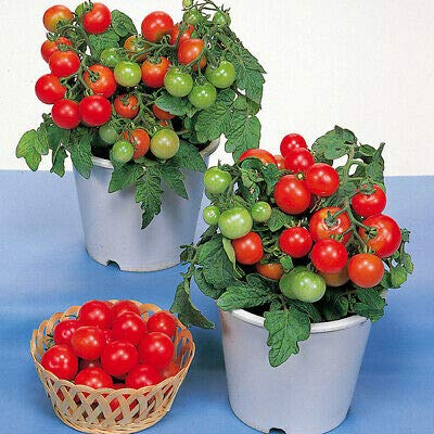Tomato Red Robin Approx, 15 Seeds Tub Tomato Seed