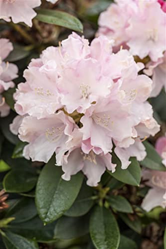 Rhododendron yak. 'Schneekrone' 30-40 cm - Rhododendron, weiße Blüten, Blütezeit Mai-Juni, ideal für Halbschatten, immergrün, winterhart