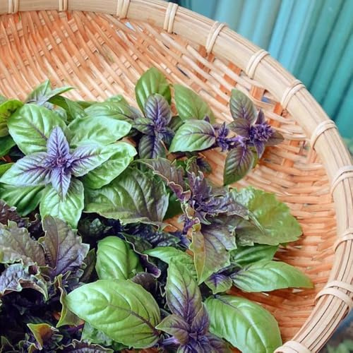 semillas de albahaca organica - jardín interior, resistentes 400pcs