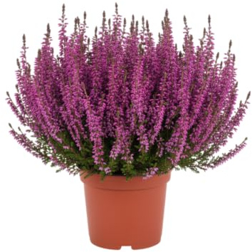 Maceta de Planta Natural Calluna – Brezo Resistente DECOALIVE