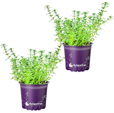 Florapartner Berg Bohnenkraut, Satureja montana Kräuter Pflanzen 2stk.