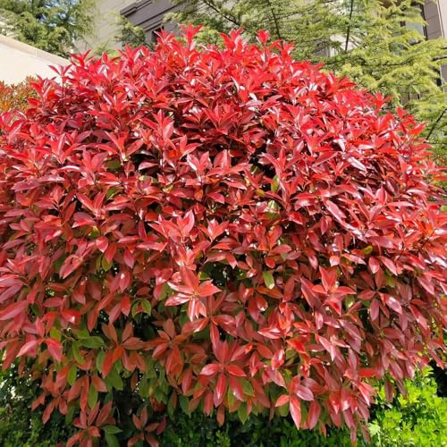 Semillas de níspero Red Robin, cobertura resistentes de Photinia Fraseri Red Robin, jardín de arbustos Las de jardín de rocas son resistentes 1000pcs