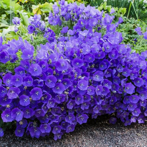 Bloomique – 3er-Set – Glockenblume (Campanula carpatica 'Blue Clips') – Reichblühend – Winterhart – Mehrjährig – 10–20 cm hoch – Topf 9 cm