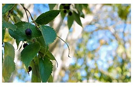 Stk - 10x Celtis australis Zürgelbaum Garten Pflanzen - Samen ID86 - Seeds & Plants Shop by Ipsa