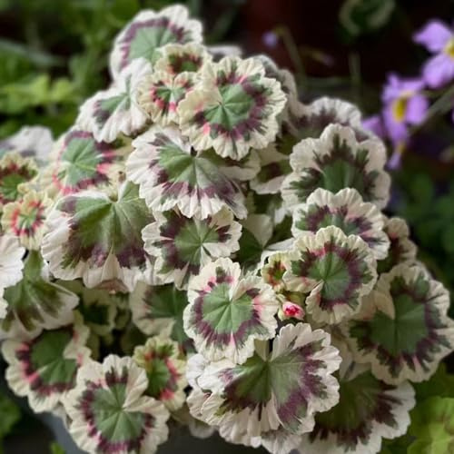 Semi di geranio - rampicante rara serre da balcone da giardino in vaso rampicanti di Vecchie varietà resistenti Giardino roccioso: resistenti 75pcs