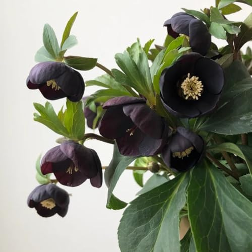 ChristroseSamen, blumenwiese christrosen Helleborus thibetanus, balkonpflanzen stauden winterhart mehrjährig zimmerpflanzen 100pcs