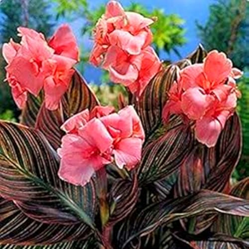Bulbi di canna resistenti (senza semi, non artificiali), pianta ornamentale perenne, splendida, profumata, da piantare in giardino-1 Bulbi-C