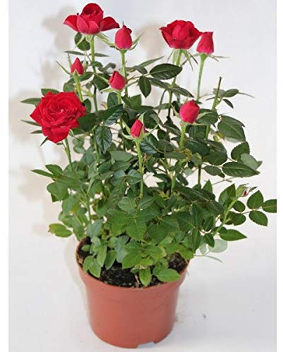 Rosal miniatura Pitimini (Amarillo)