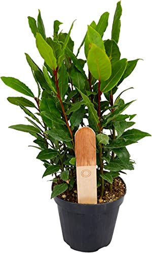 Laurus Nobilis Natural Árbol para Decorar los Exteriores del Hogar
