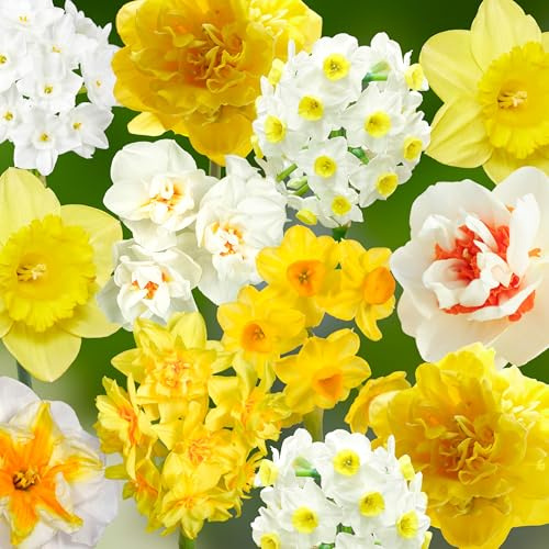 Narzissenzwiebeln 38 x 'Rainbow Collection ' - The Bulb Farmers - Fruhjahr - in den Niederlanden gezuchtet - Narzissen Zwiebeln - Blumenzwiebeln