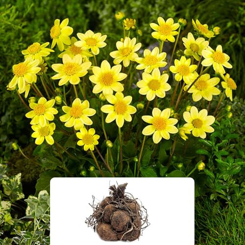 3 x Dahlia Mignon Mixed – Vibrant Petite Blooms for Summer – Perennial Flowering Bulbs – Perfect for UK Gardens & Climate Conditions