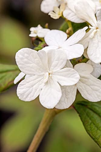 Viburnum plicatum 'Summer Snowflake' 120-140 cm – Winterhart, Mehrjährig, Pflegeleicht – Japanischer Schneeball – Heckenpflanze für Garten & Sichtschutz