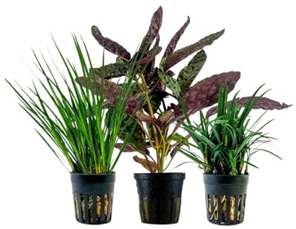 AquaOne Terrarium Pflanzen I 3X Terrarienpflanzen I Lebende Paludariumpflanzen I Acorus gramineus Hemigraphis Colorata Ophiopogon Kyoto I Regenwald Terrascaping