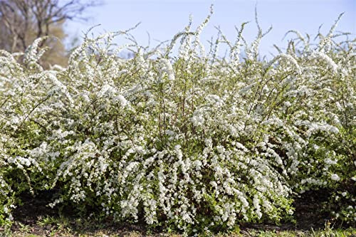 Spiraea thunbergii 80–100 cm – Winterhart & Mehrjährig & Pflegeleicht – Thunbergs Spiere – Heckenpflanze für Garten & Sichtschutz
