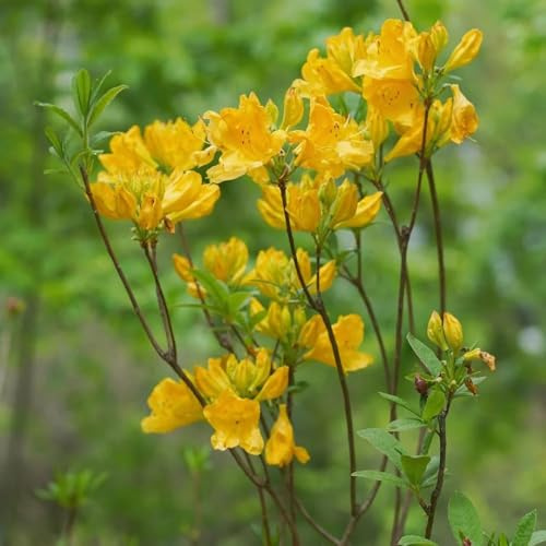 semillas de rododendro Las perennes son perennes resistentes las de azalea son resistentes jardín jardín semillas exóticas 90pcs