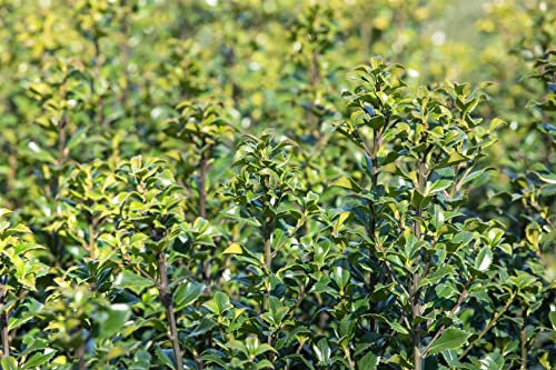 Ilex meserveae 'Heckenstar' 150-175 cm - Stechpalme, immergrün, ideal für Hecken, winterhart, pflegeleicht, schnittverträglich