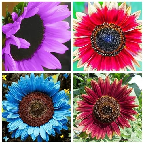 Winterhart Sonnenblume, Gemischte Farben, Lange Blütezeit, Riesen Sonnenblumen, Farbtraum, Magic of Nature, 1000pcs-j