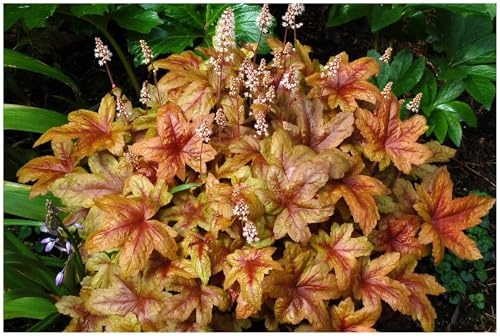 Stauden Gänge 1 x Heucherella Hybride 'Brass Lantern' winterhart | Purpurner Bodendecker für Halbschatten bis Schatten, Blüte Mai bis Juli, mehrjährig, 1 L Topf (11x11 cm)