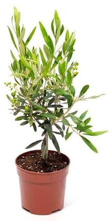 Olivo Árbol Mini Natural Planta para Decorar Cualquier Entorno