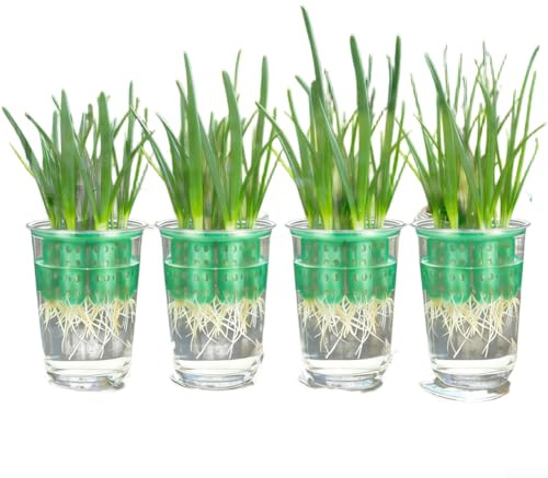 Confezione da 4 mini vasi trasparenti per piante Pothos Anthurium, 9 cm, in plastica con sistema di radici visibili, decorazione per interni, casa, giardino, bianco, verde, nero (set da 4 pezzi)