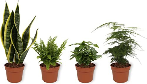 DECOALIVE Pack Plantas Interior | Sansevieria Trifasciata | Helecho | Planta del Café | Esparraguera | Plantas Naturales Purificadoras del Aire