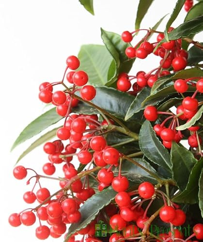 Ardisia Crenata Arbusto Natural para un Jardín de Invierno