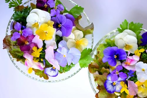 Approx of 400 Swiss Giants Pansy Seeds – Large Flowering Mixed Viola Seeds for Garden, Hardy Bedding Plants, Winter & Spring Colour, Ideal for Pots, Borders & Hanging Baskets