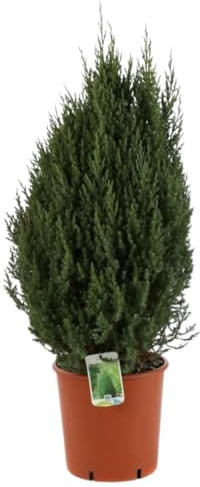 Vivaio Garden Forest, Ginepro Chinensis Stricta - Conifera sempreverde a portamento conico, Fogliame bluastro con riflessi argentati, Crescita veloce fino a 3 m, Per giardino roccioso e fioriere